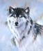 21509wolf.jpg
